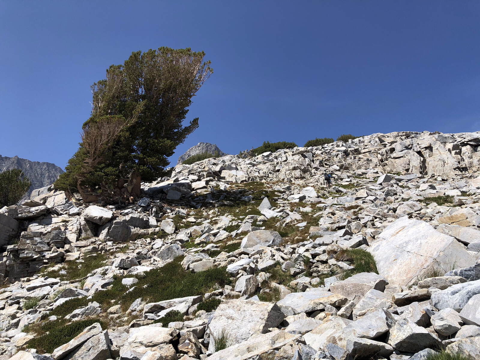 Gnarled whitebark pine on rocky alpine slope