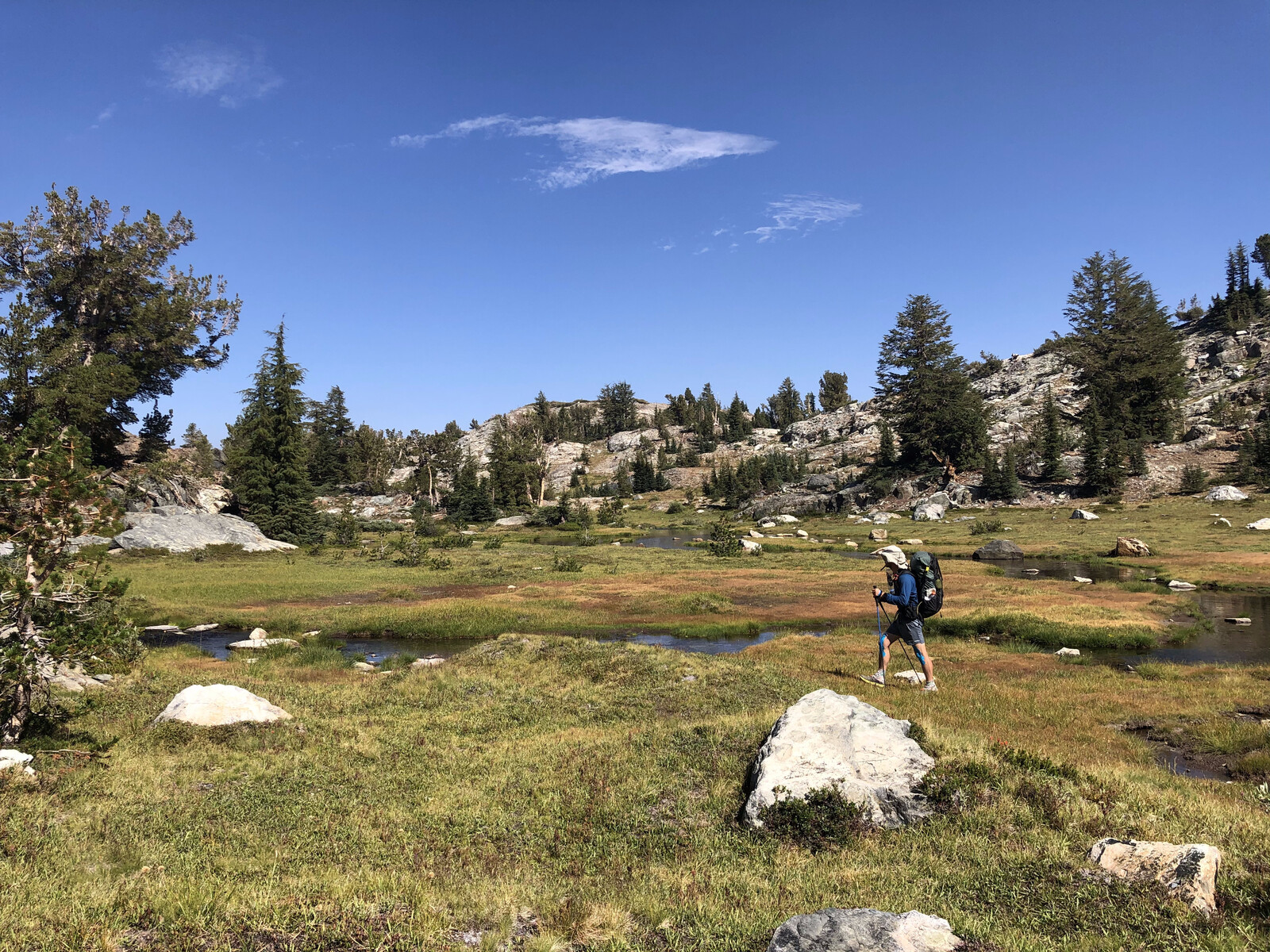 Wide alpine meadow with scattered whitebark pines and peaks