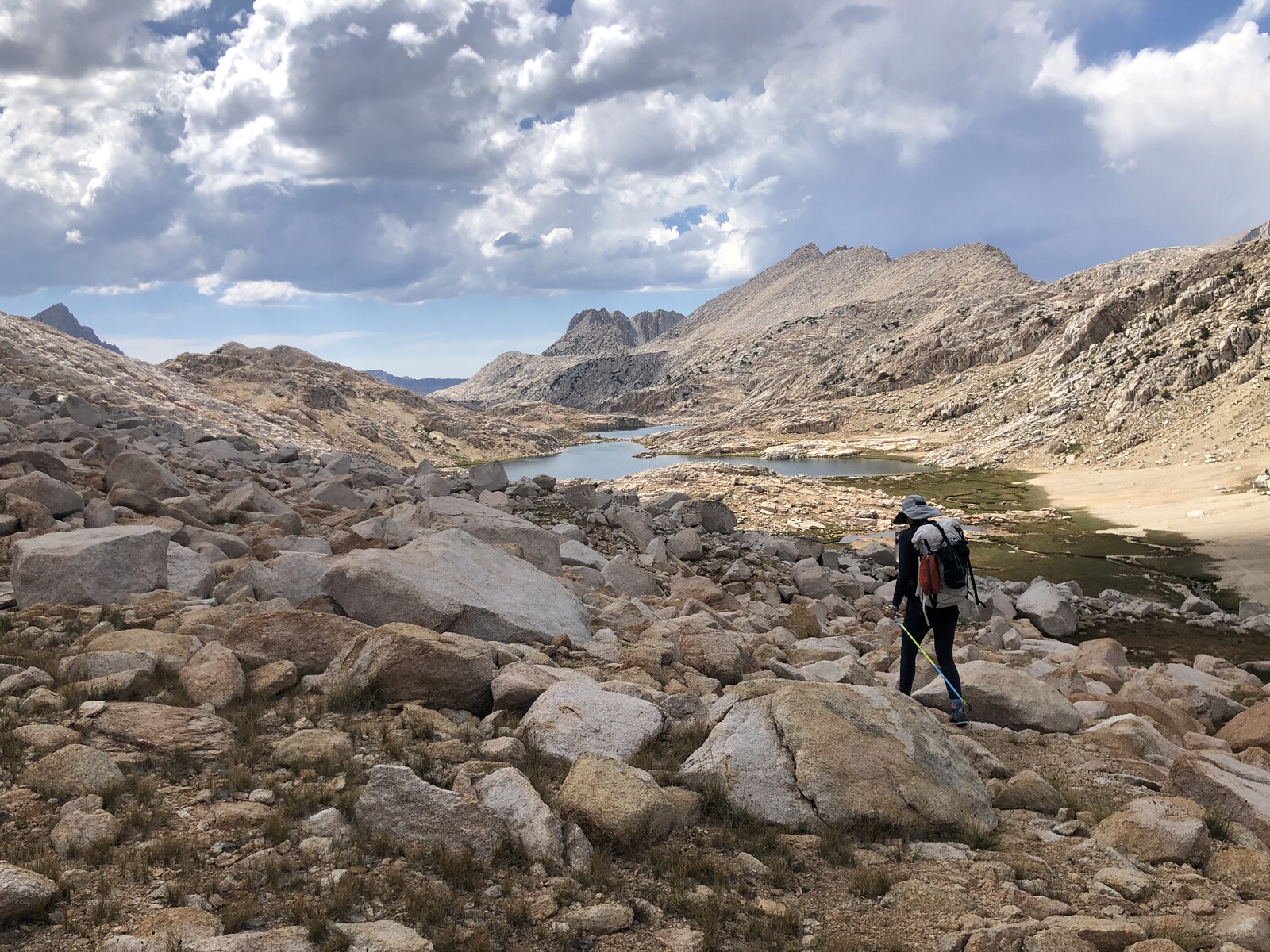 High altitude meadow with whitebark pines and mountain backdrop