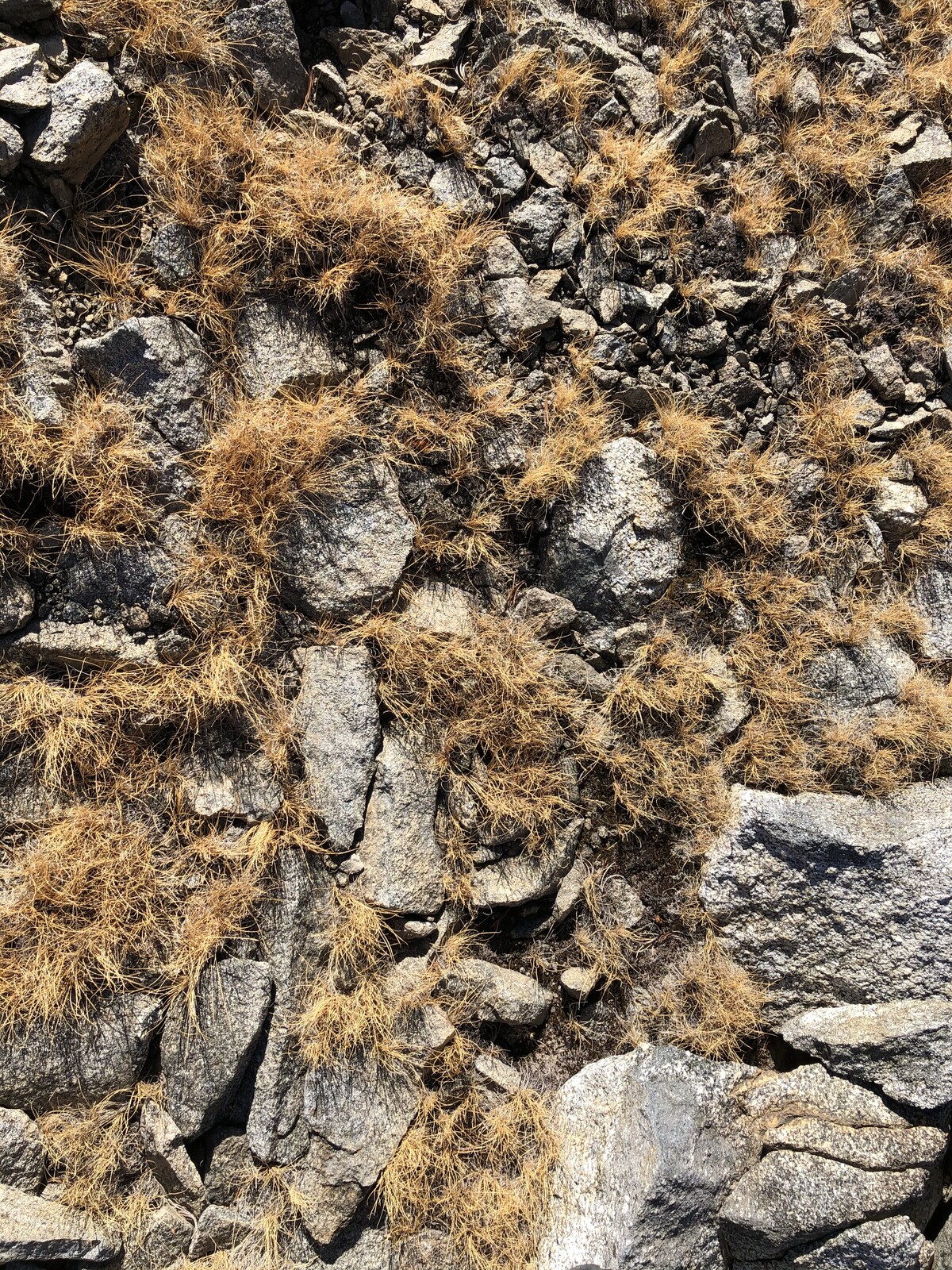Close-up of colorful alpine wildflowers on rocky ground