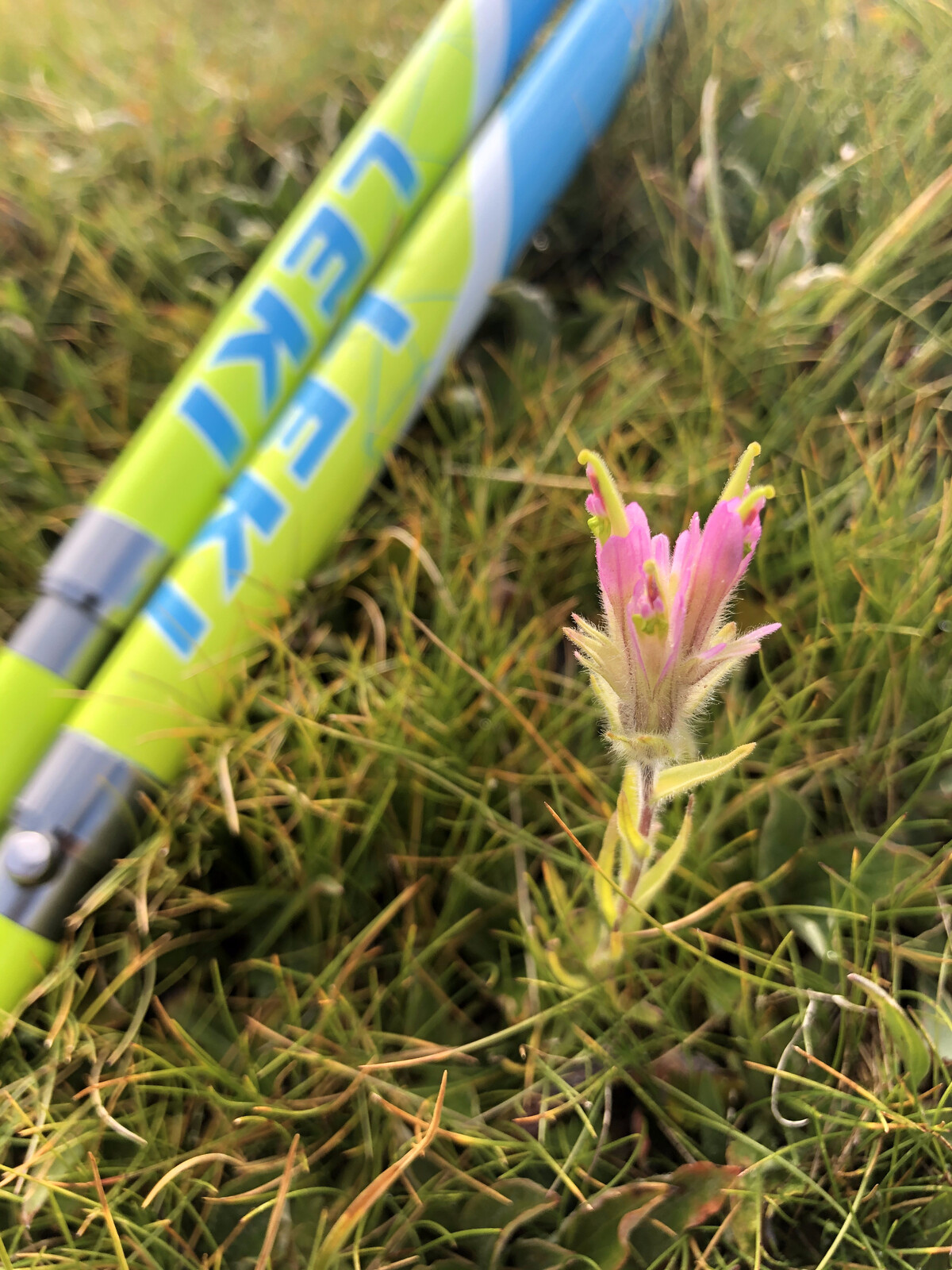 Hiking poles & paintbrush
