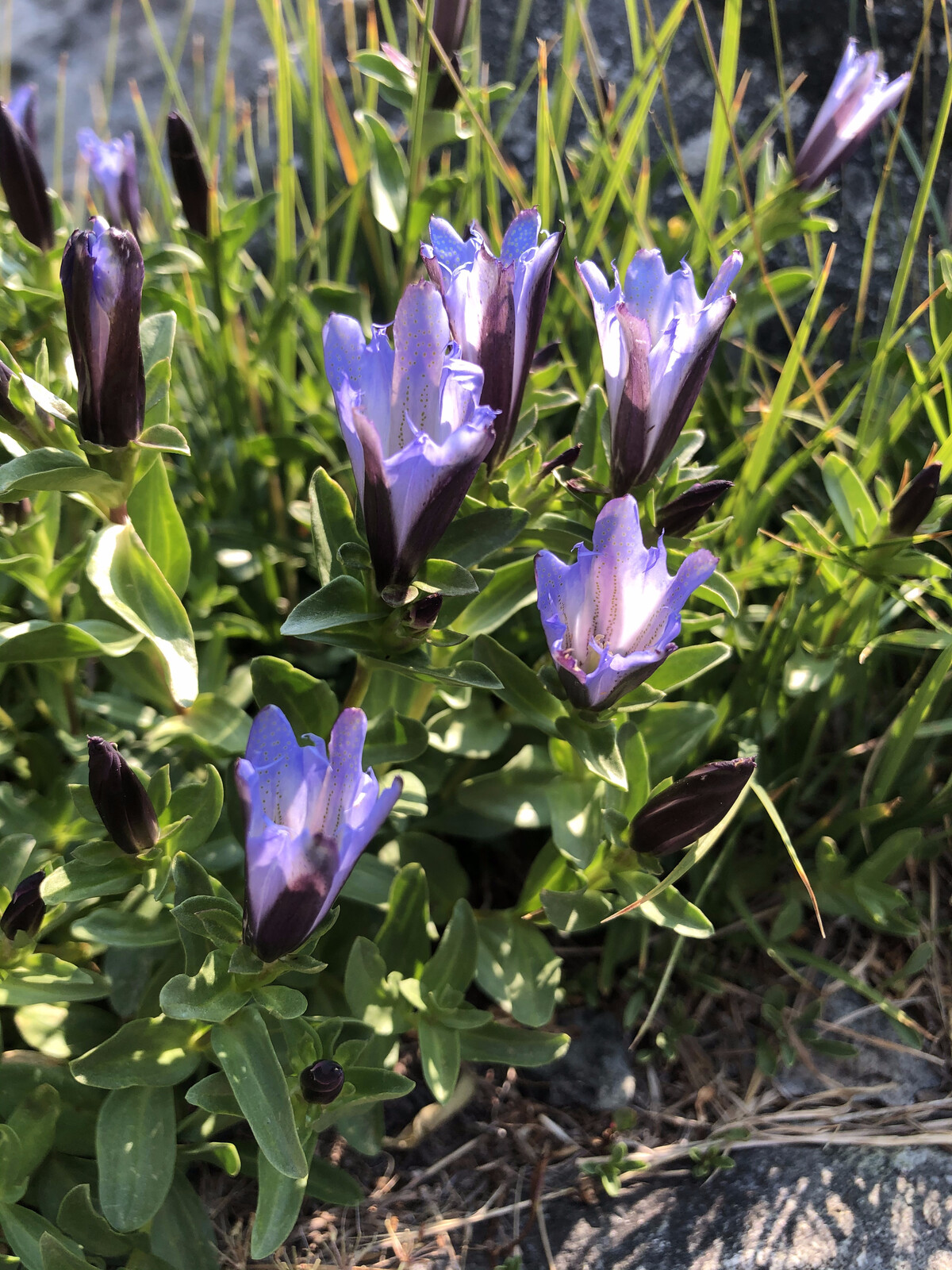 Small blue flowers blooming in alpine meadow environment