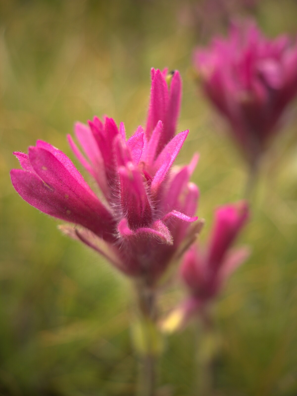Bright magenta alpine wildflowers in close-up detail
