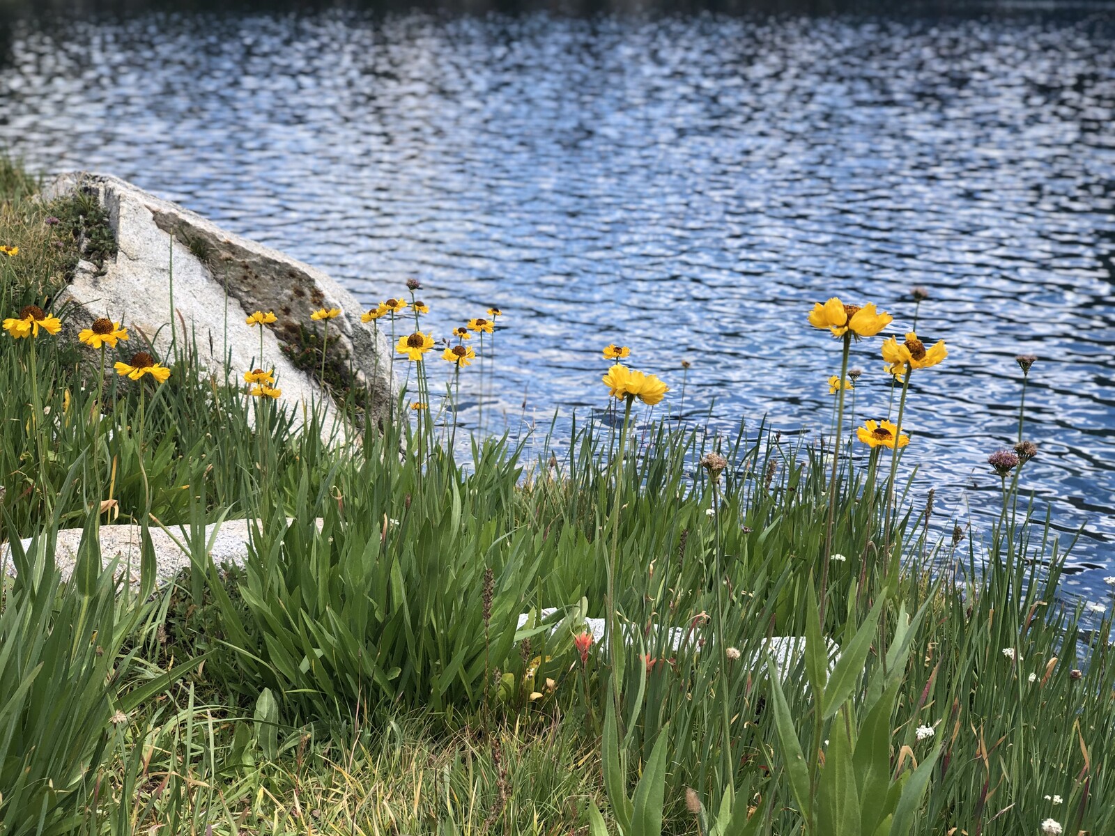 Turquoise alpine lake nestled in rocky basin with yellow wildflowers