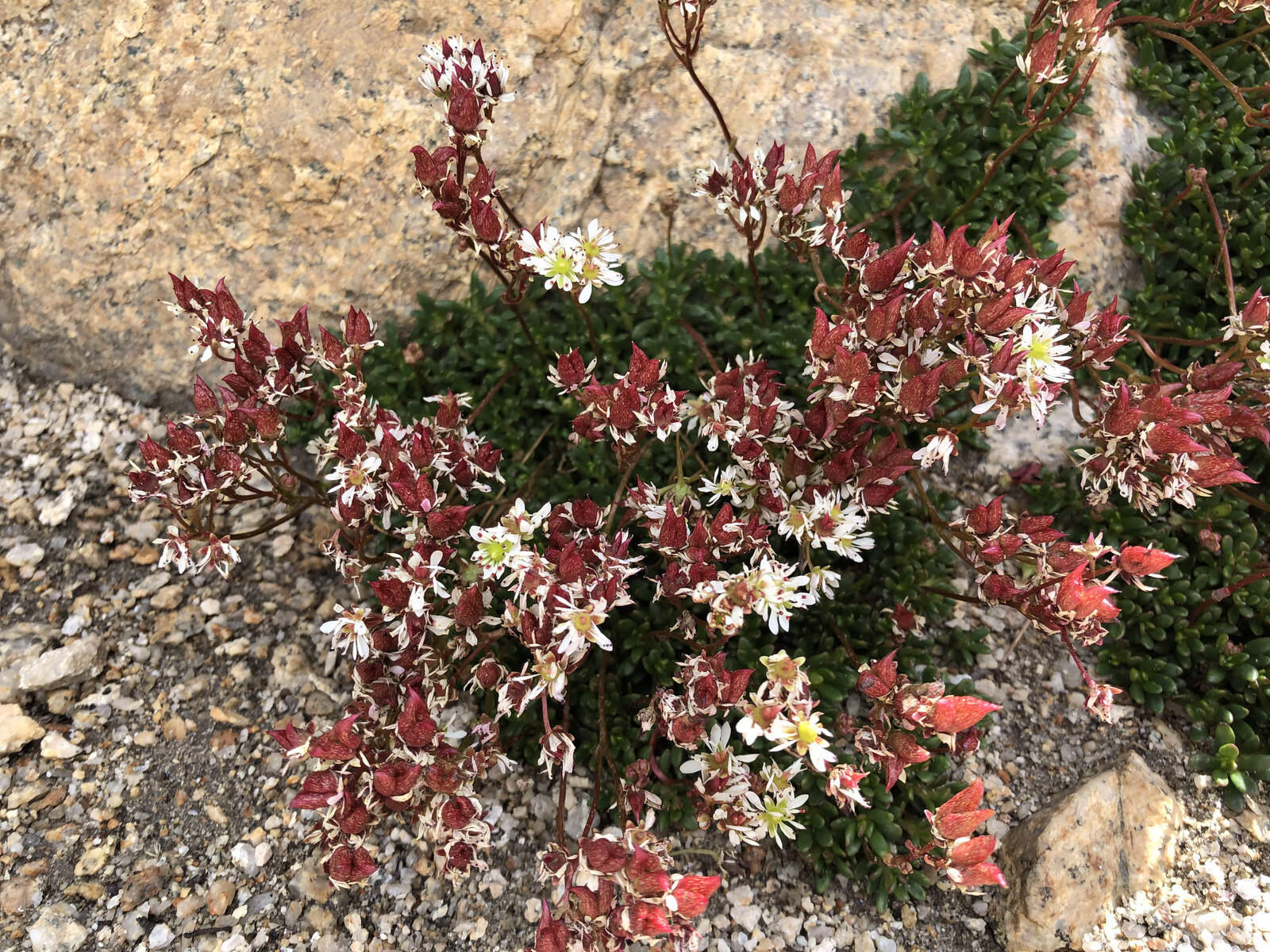 Delicate magenta flowers on reddish alpine vegetation
