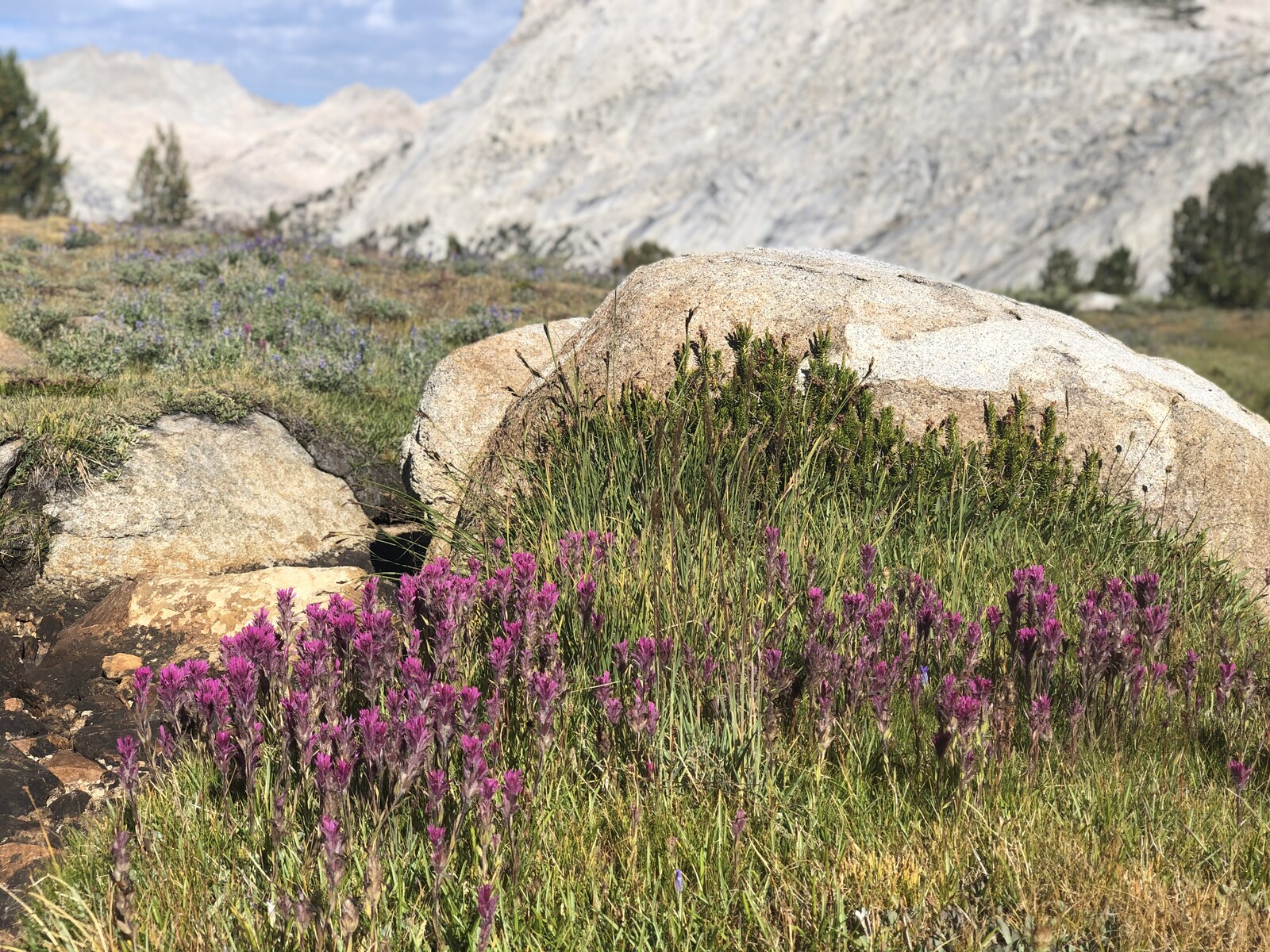 Delicate magenta alpine flowers blooming in rocky soil