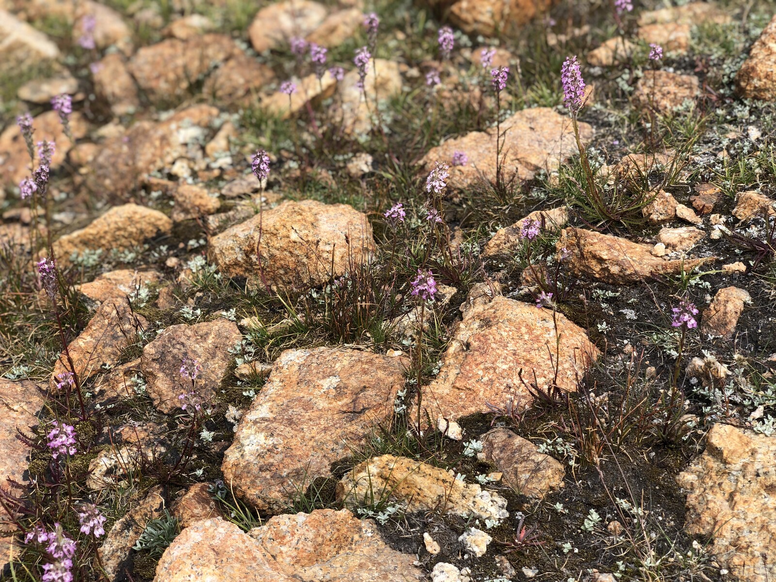 Close-up of pink alpine flowers on rocky ground with lichen