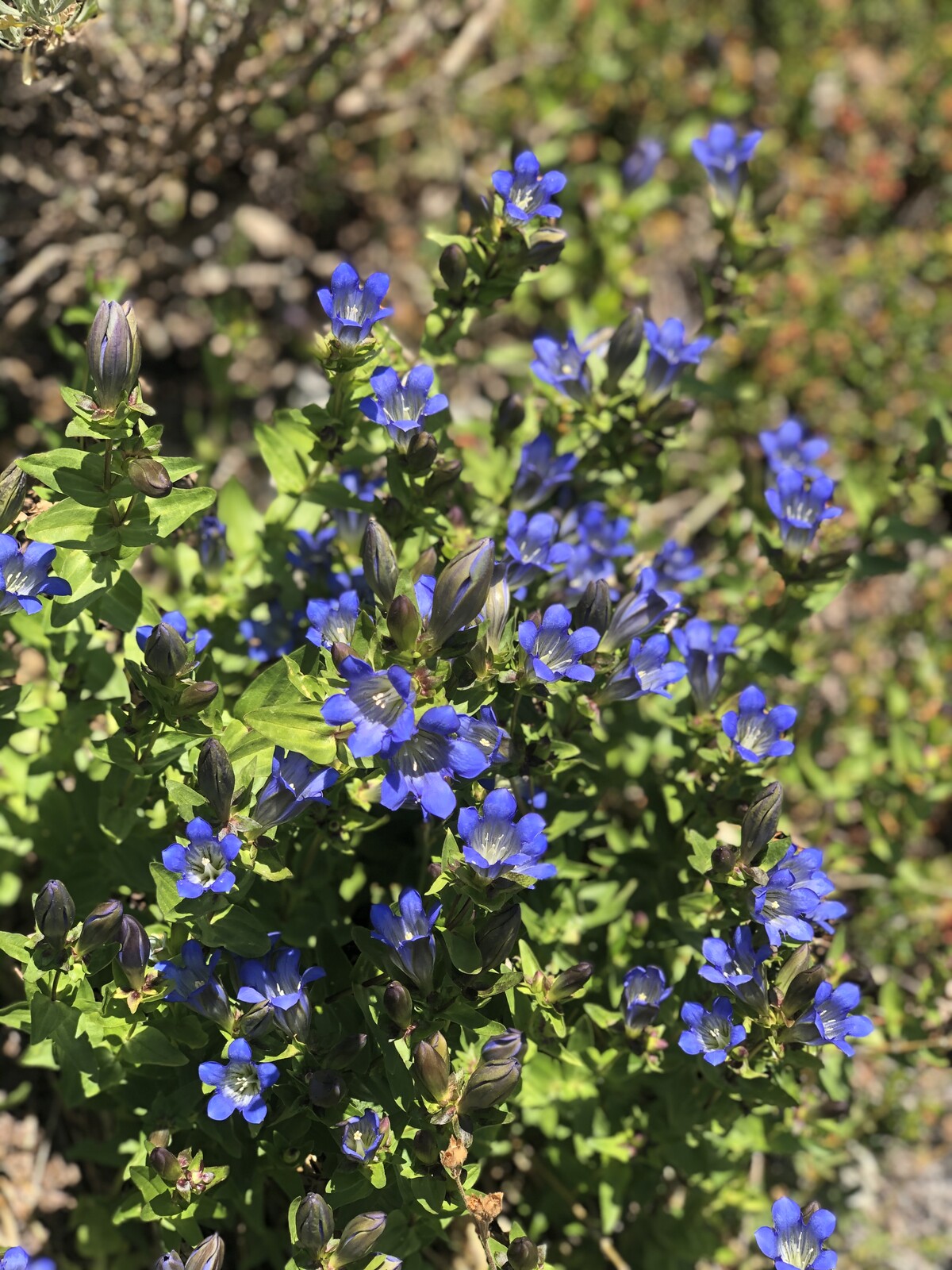 Profusion of small purple-blue flowers in alpine meadow