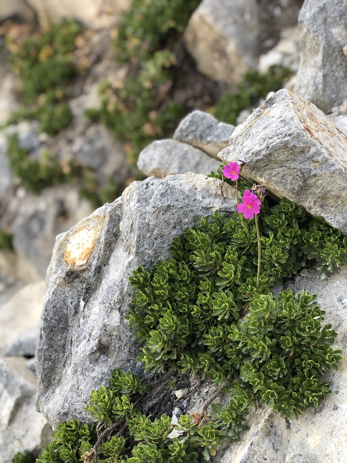 Delicate pink flowers growing among rocky alpine terrain