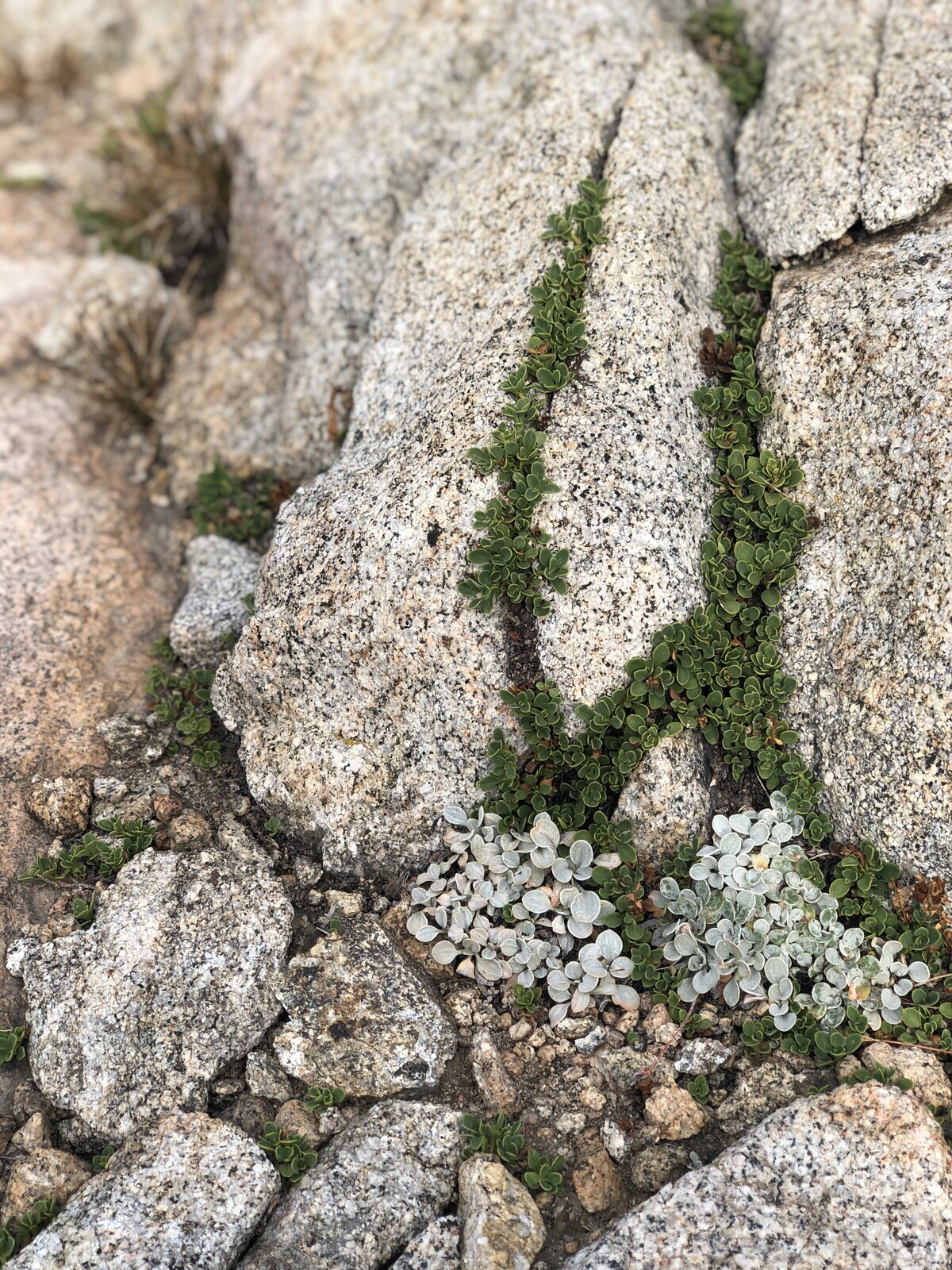 Green moss and plant growth in cracks of granite rocks