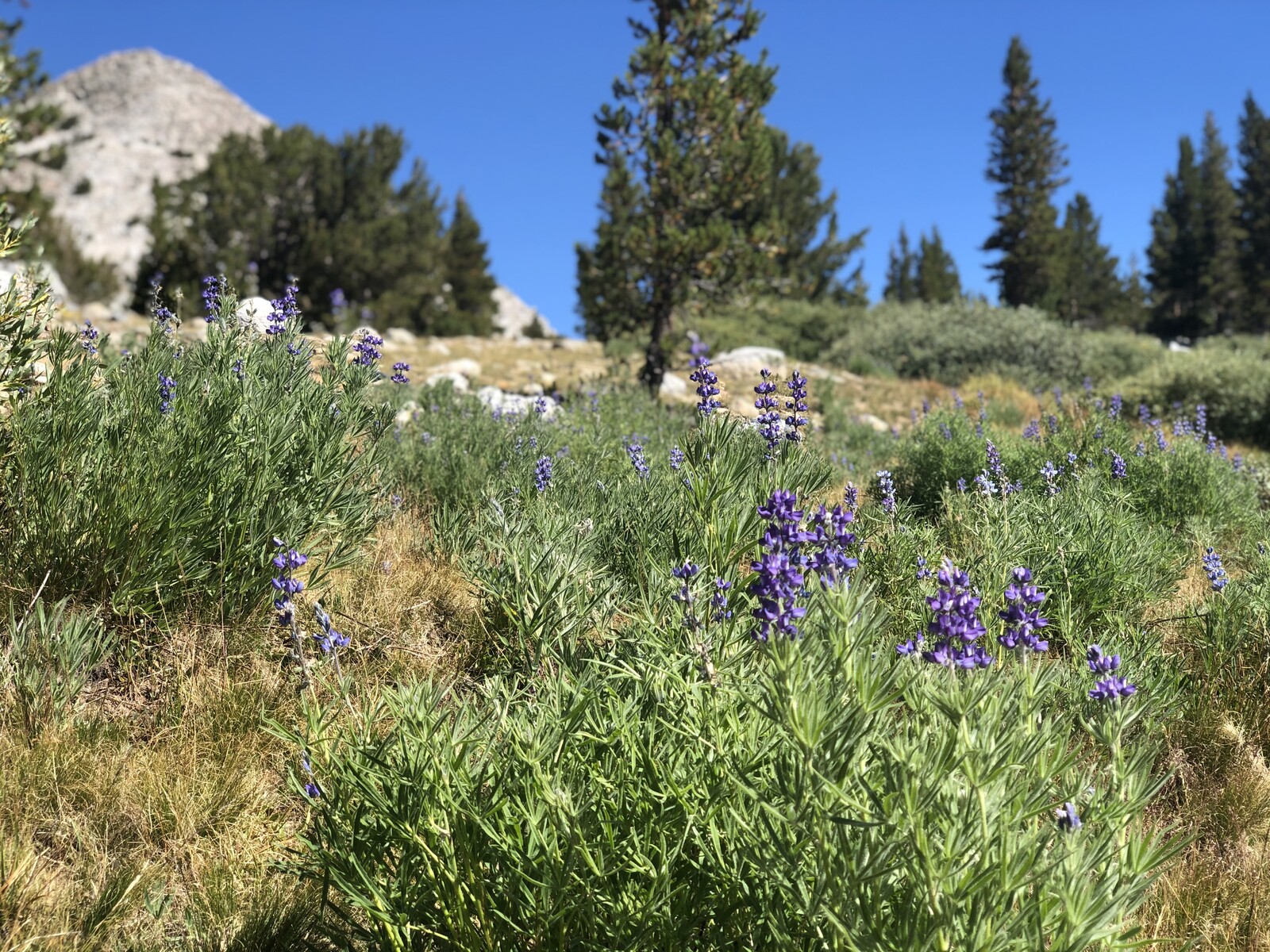 Purple flowers scattered through alpine meadow with conifers