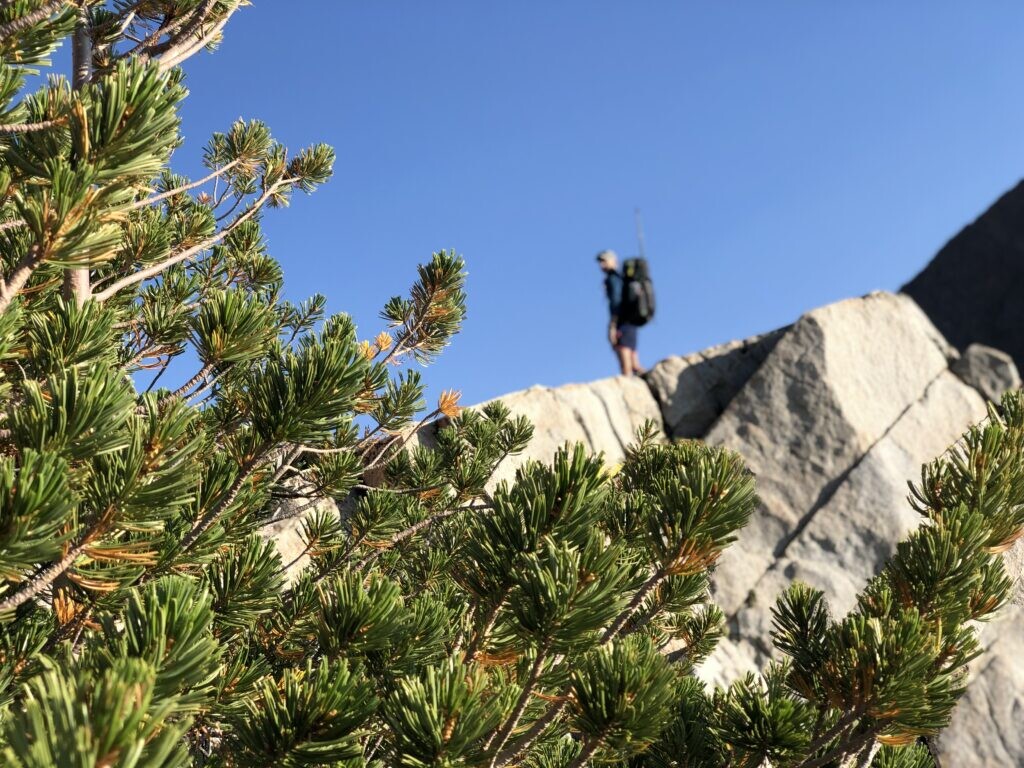 Closeup of Whitebark pine with hiker in the background