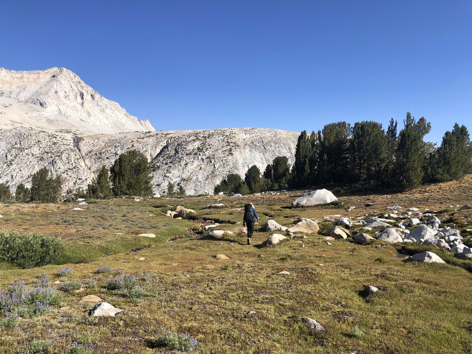 High alpine meadow with whitebark pines under bright sunshine