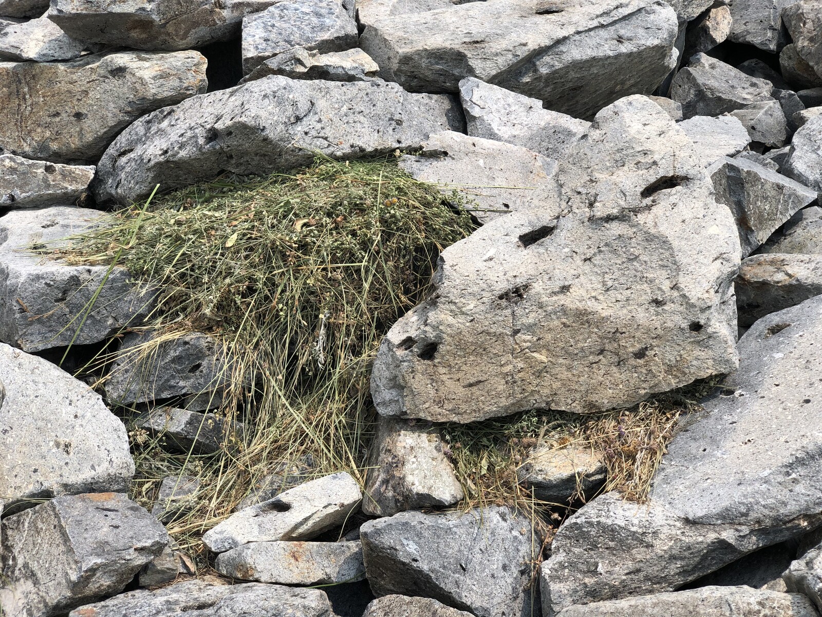 A Pika hay-making operation