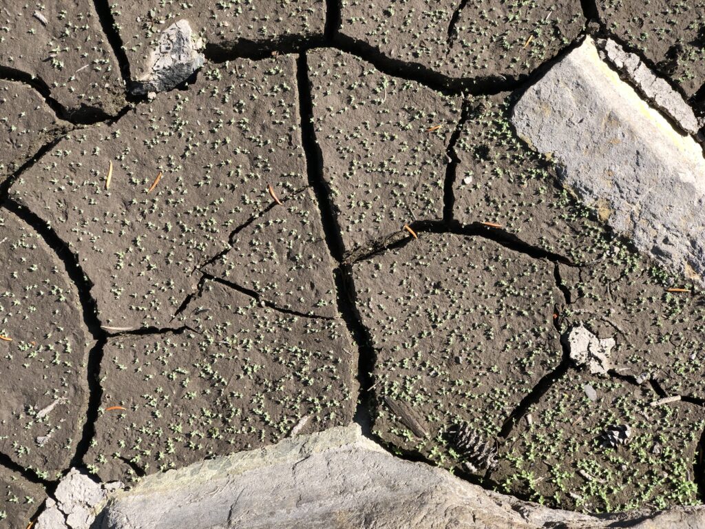 Dry cracked mud