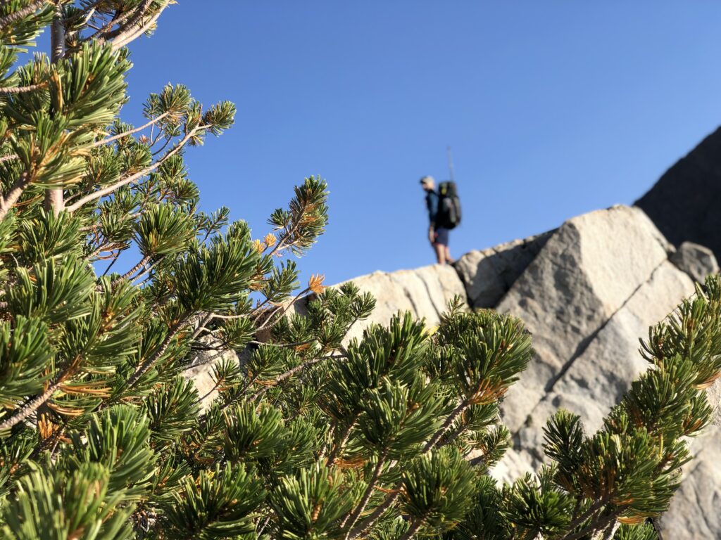 Closeup of Whitebark pine with hiker in the background